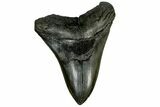 Fossil Megalodon Tooth - South Carolina #170581-2